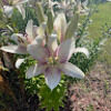 aidachico